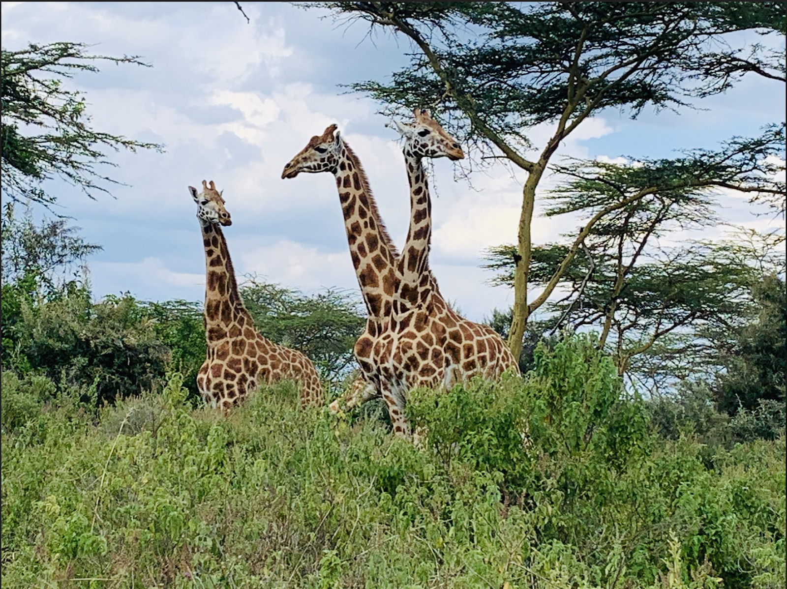 kenya kenya